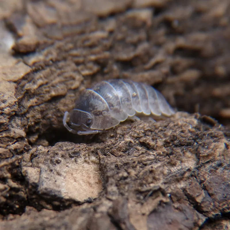 A. arcangelii
