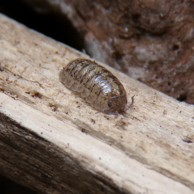 A. arcangelii
