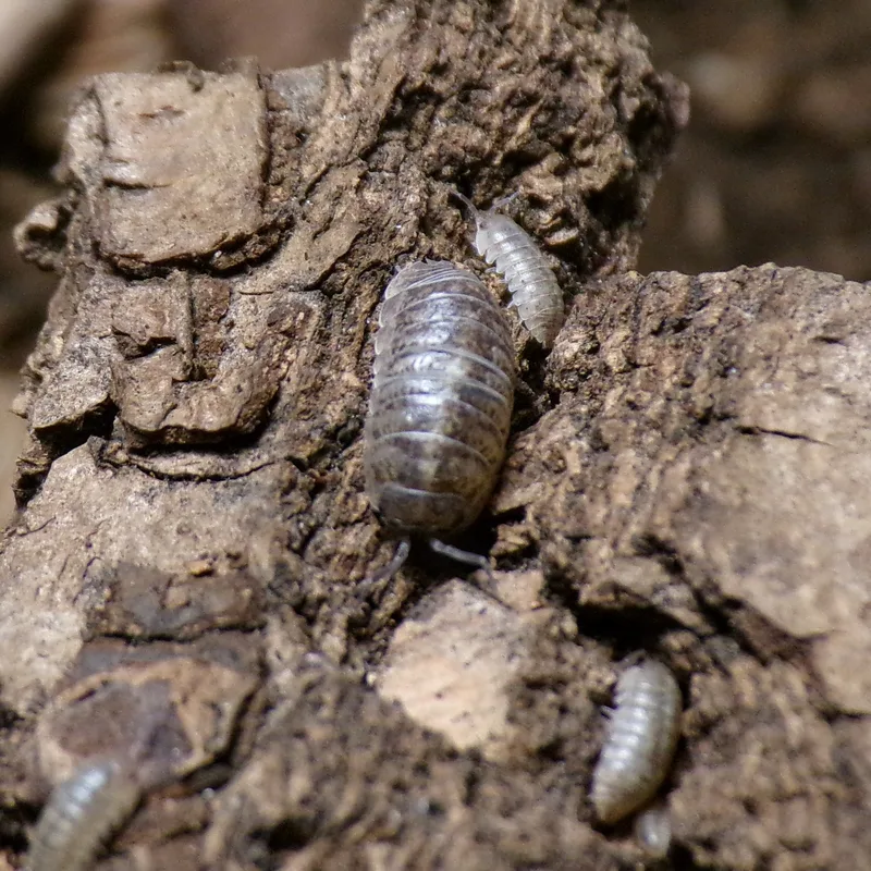 A. arcangelii