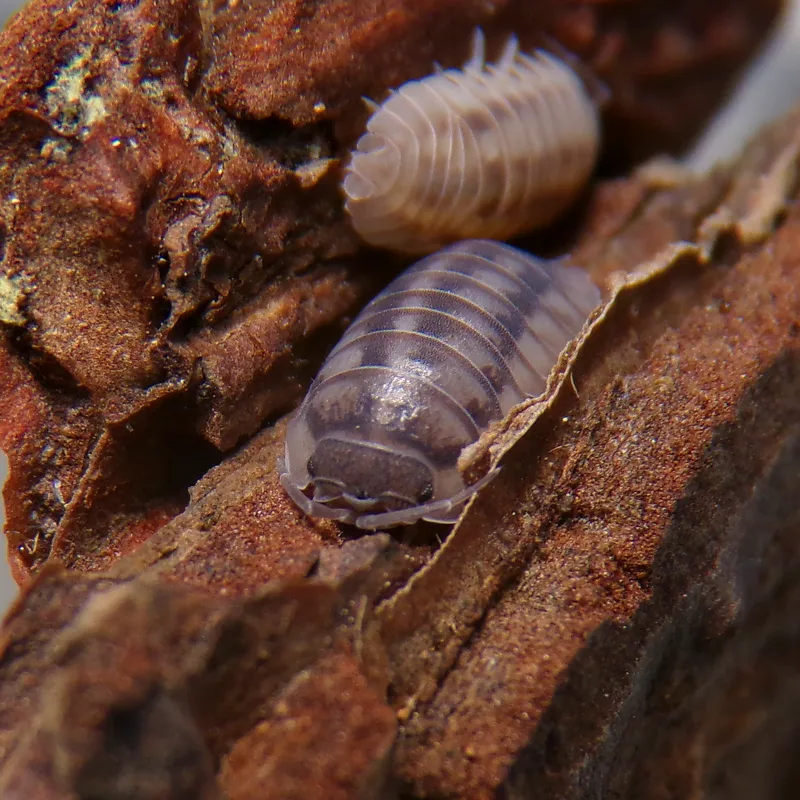 A. nasatum