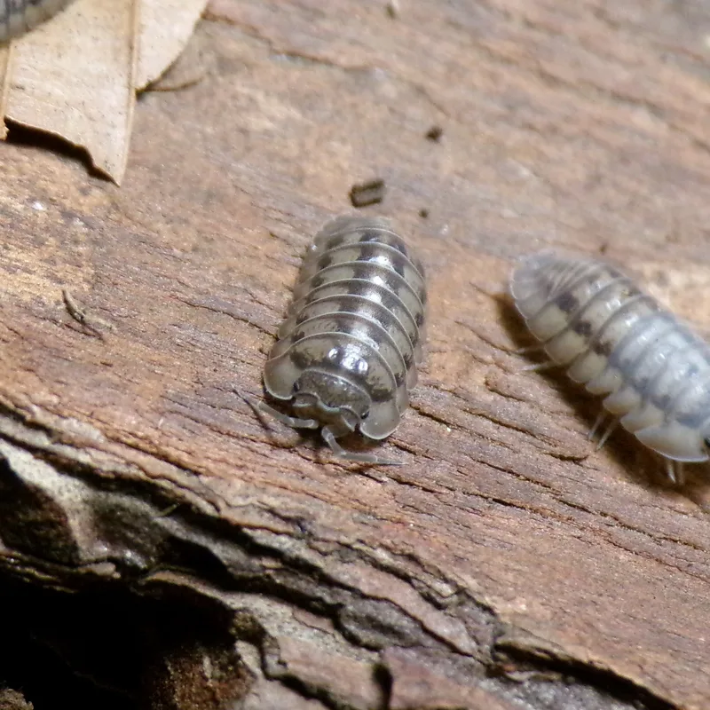A. nasatum