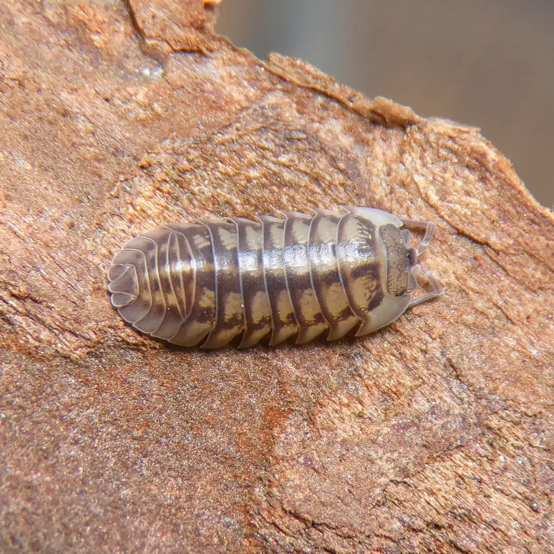 A. nasatum