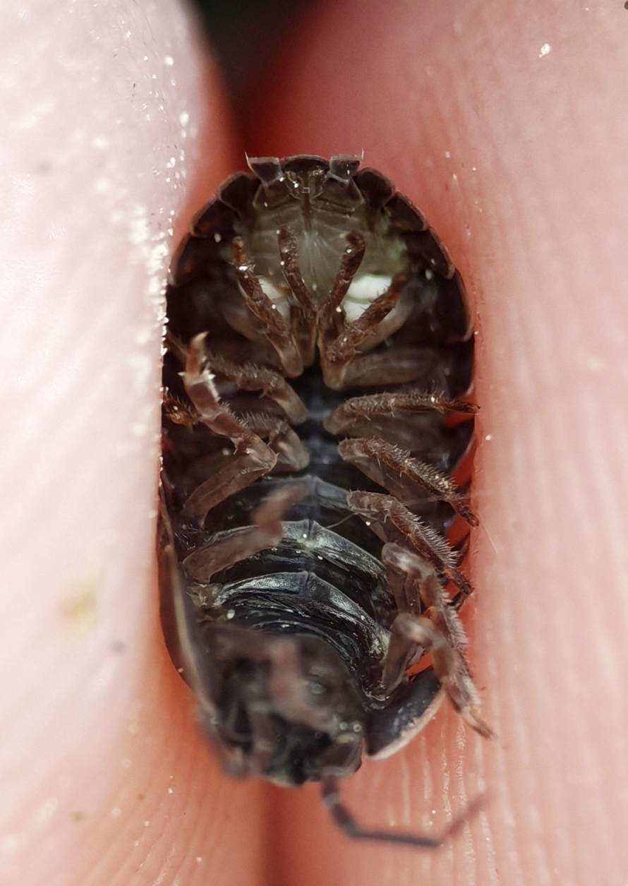 A. opacum