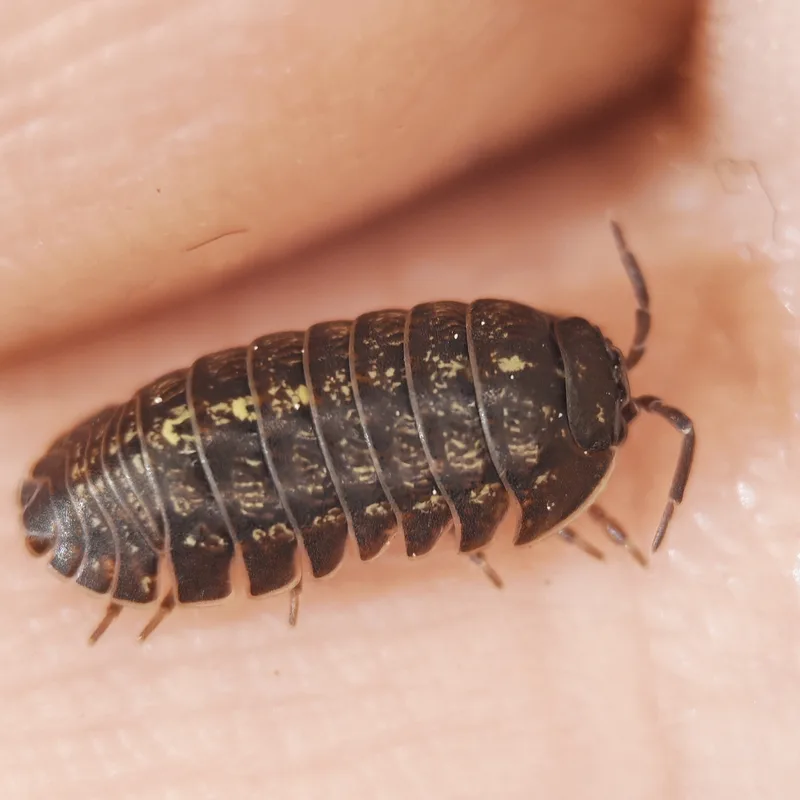 A. opacum