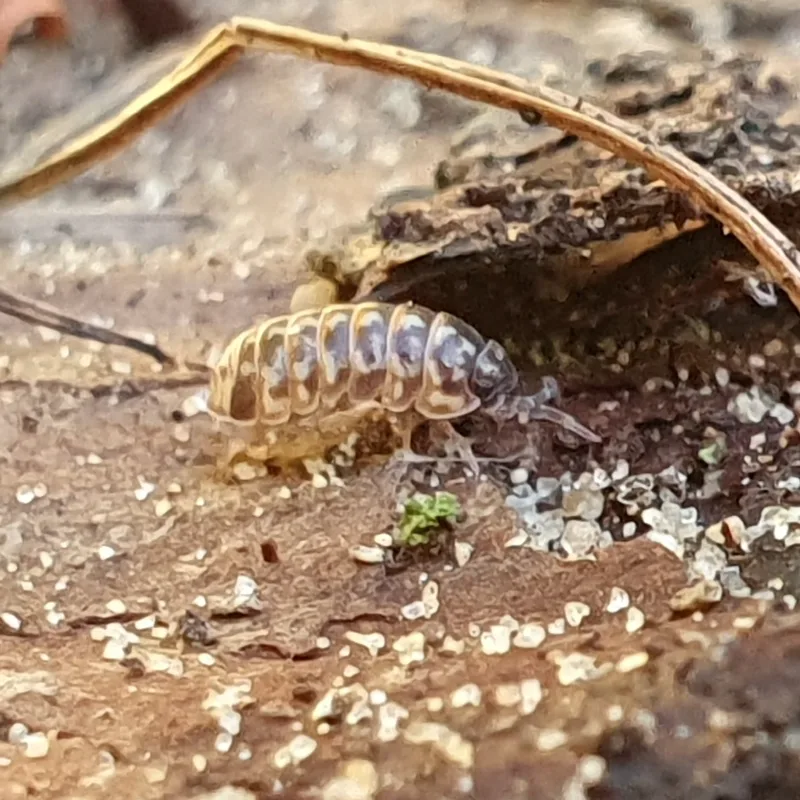 A. pulchellum