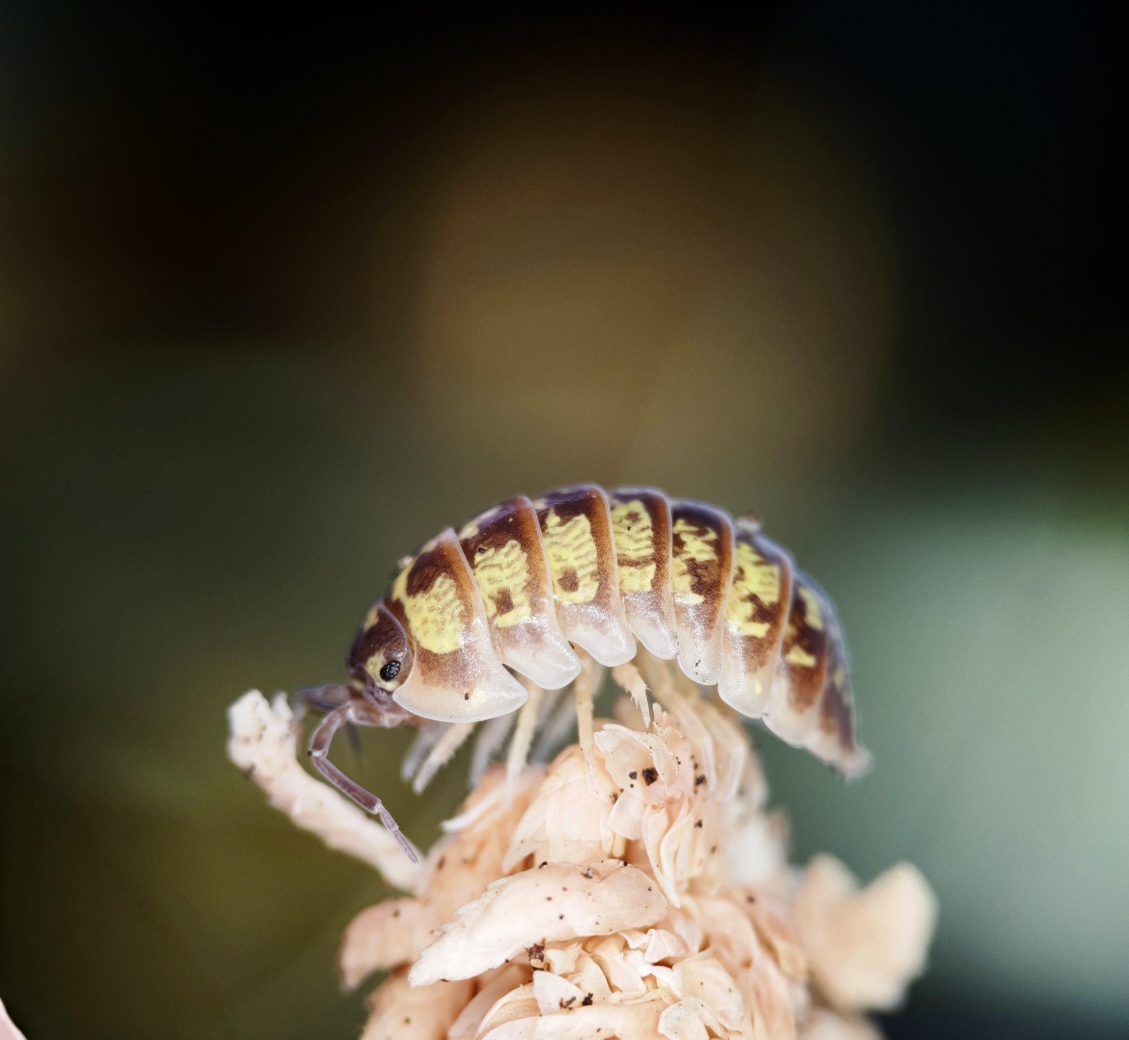 A. versicolor