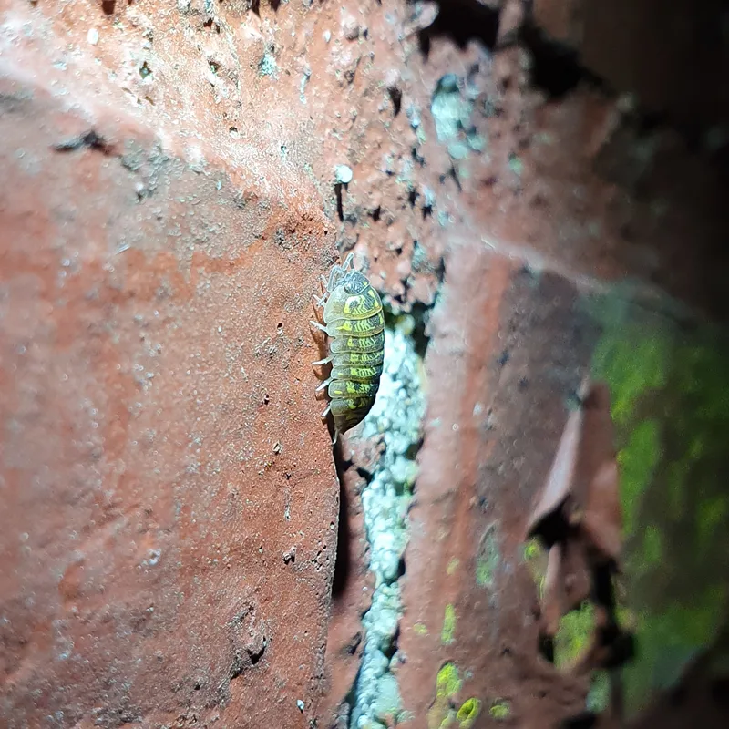 A. versicolor