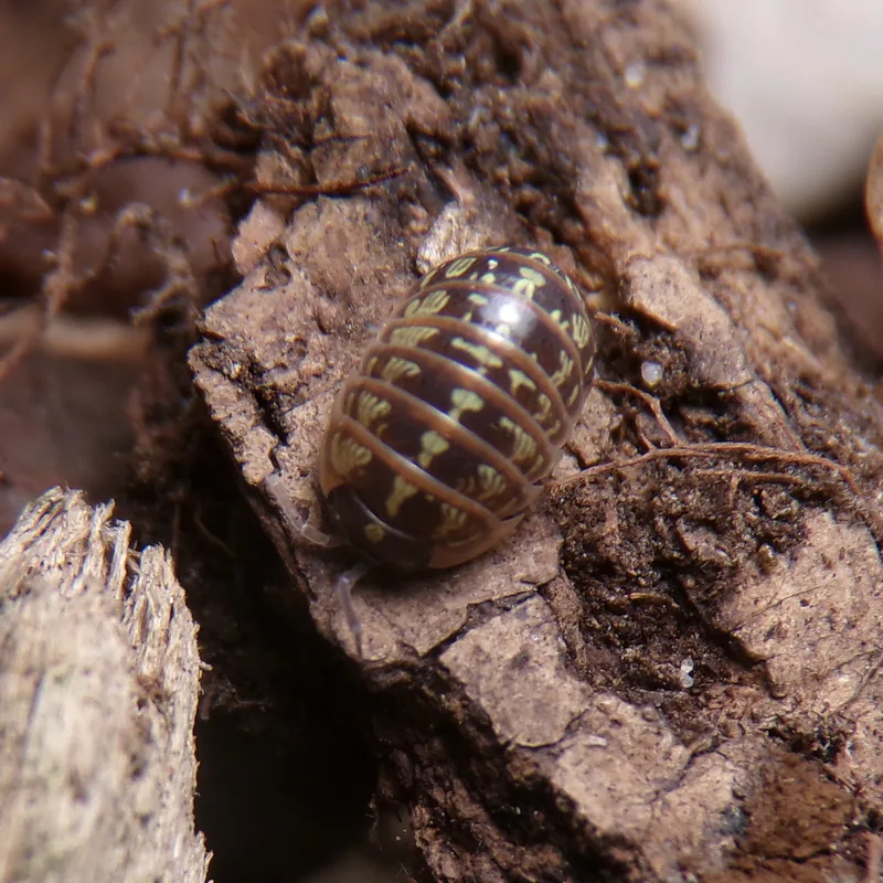 A. versicolor