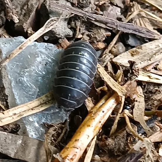 A. vulgare