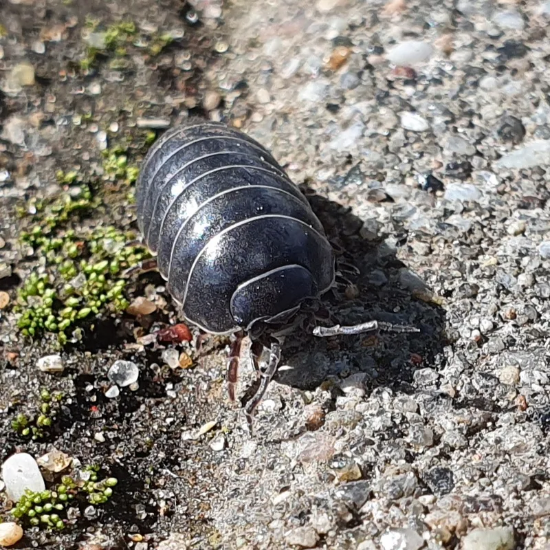 A. vulgare