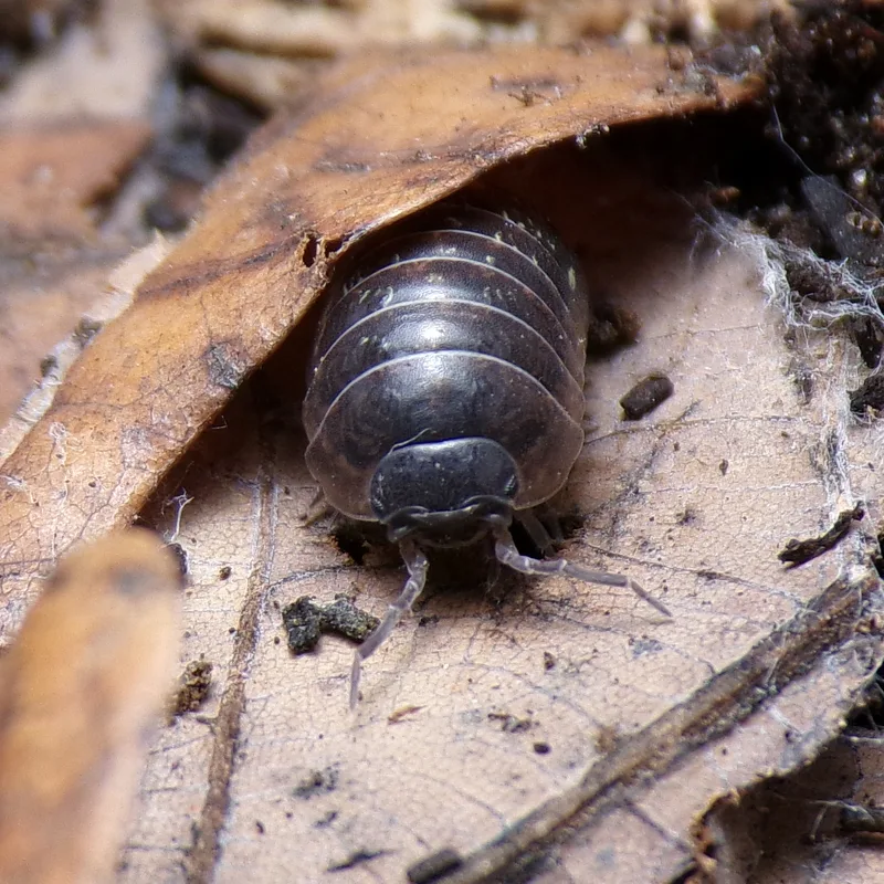 A. vulgare