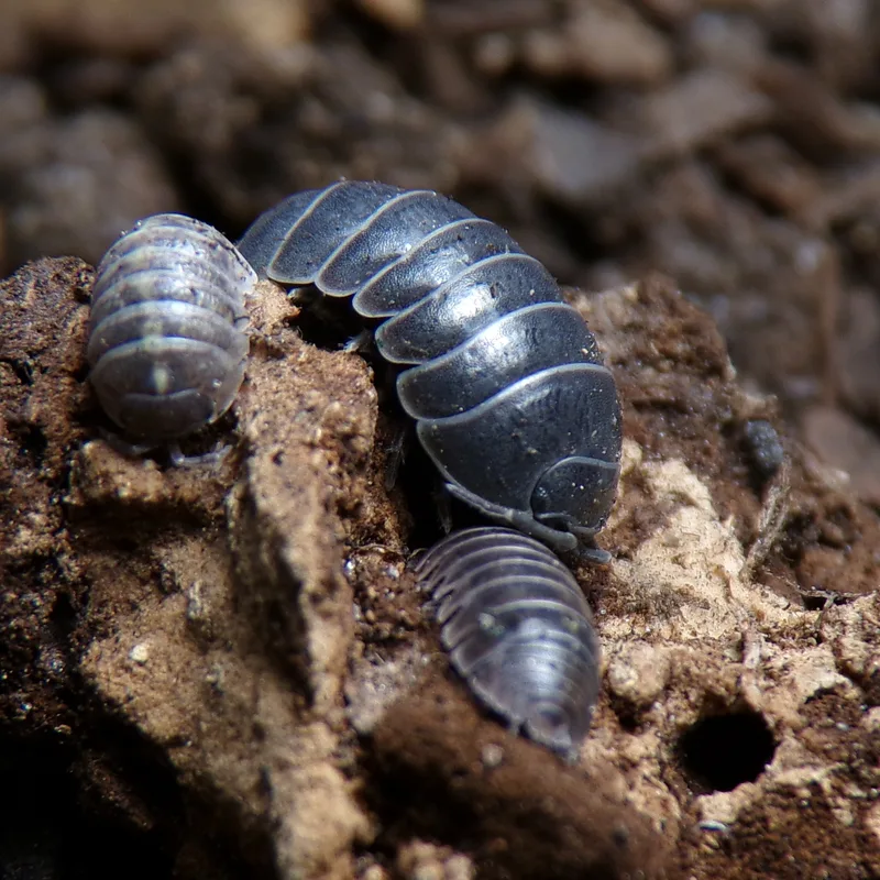 A. vulgare