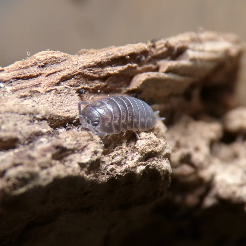 C. convexus