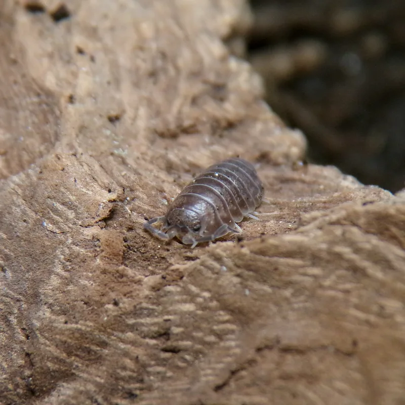 C. convexus