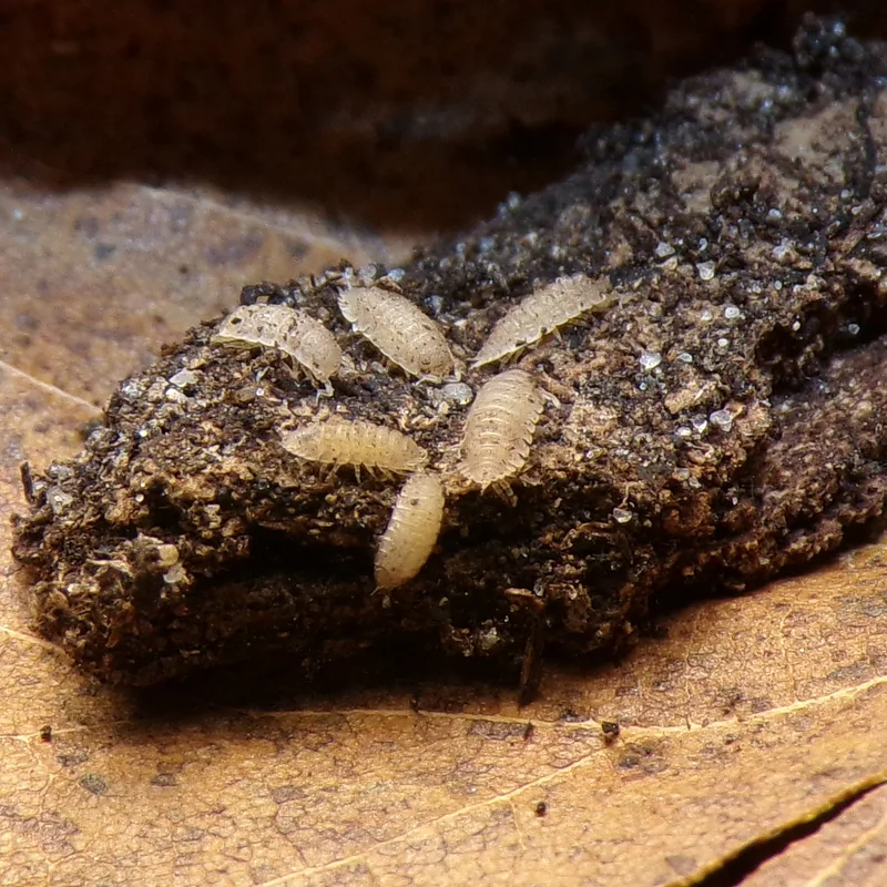 H. danicus
