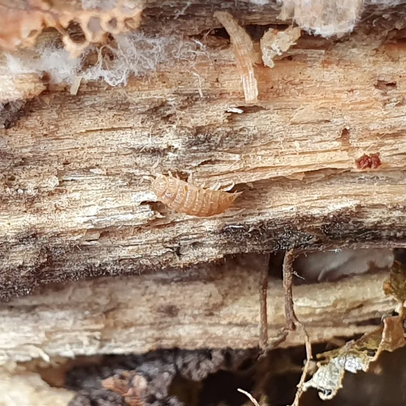 H. danicus