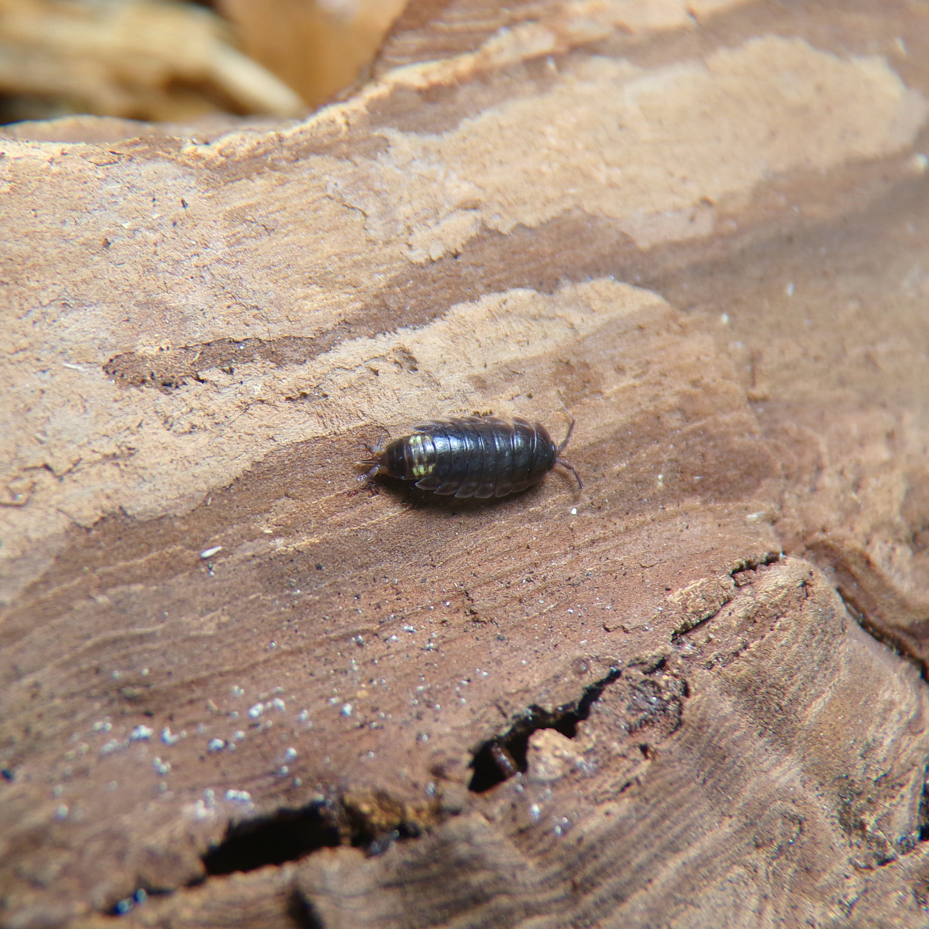 H. mariae