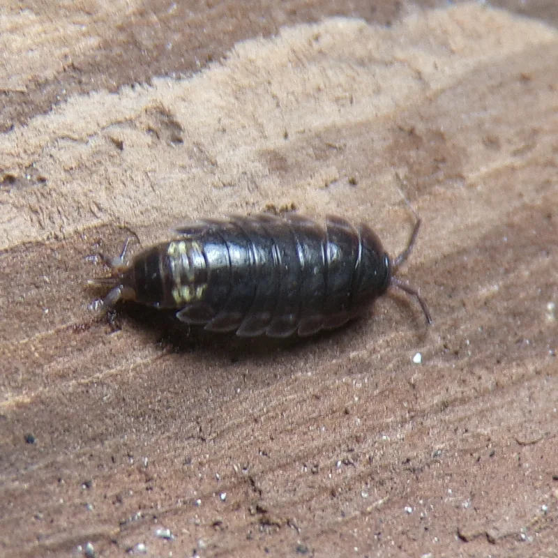 H. mariae