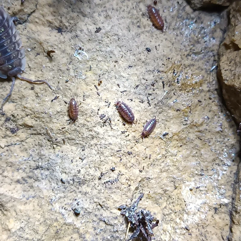 H. riparius
