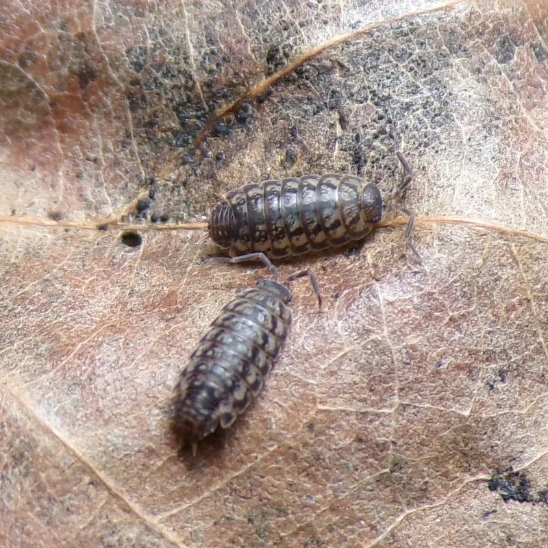L. minutus
