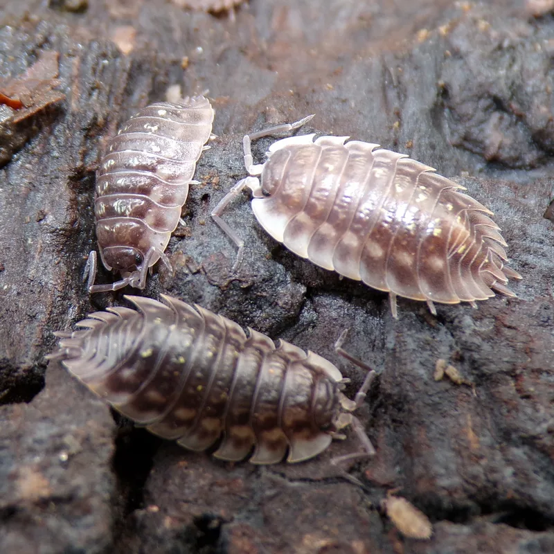 O. asellus