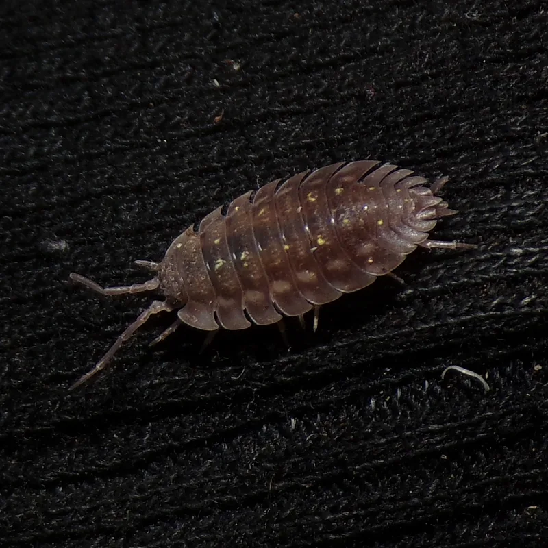 O. asellus