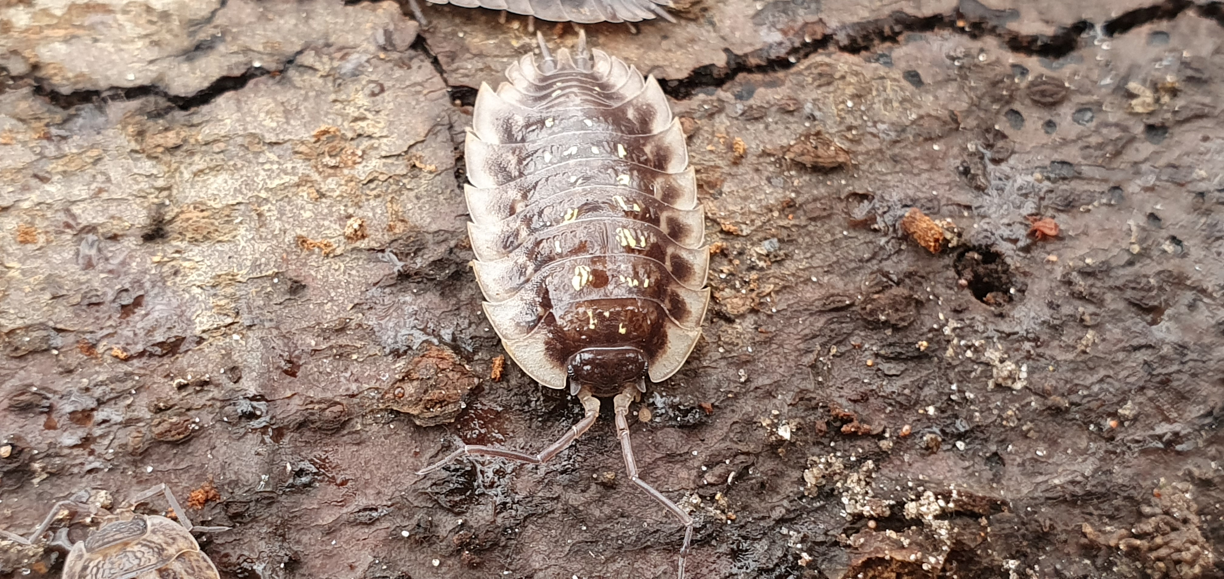 O. asellus