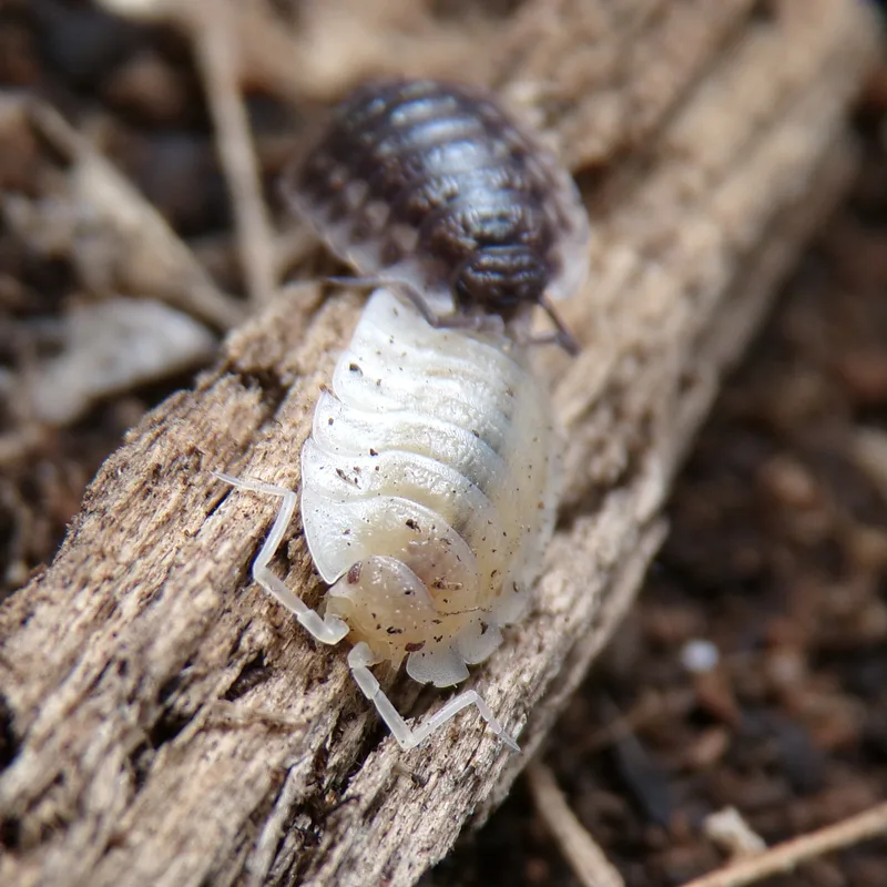 O. asellus