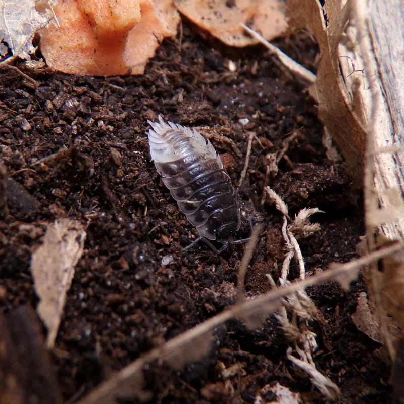 O. asellus