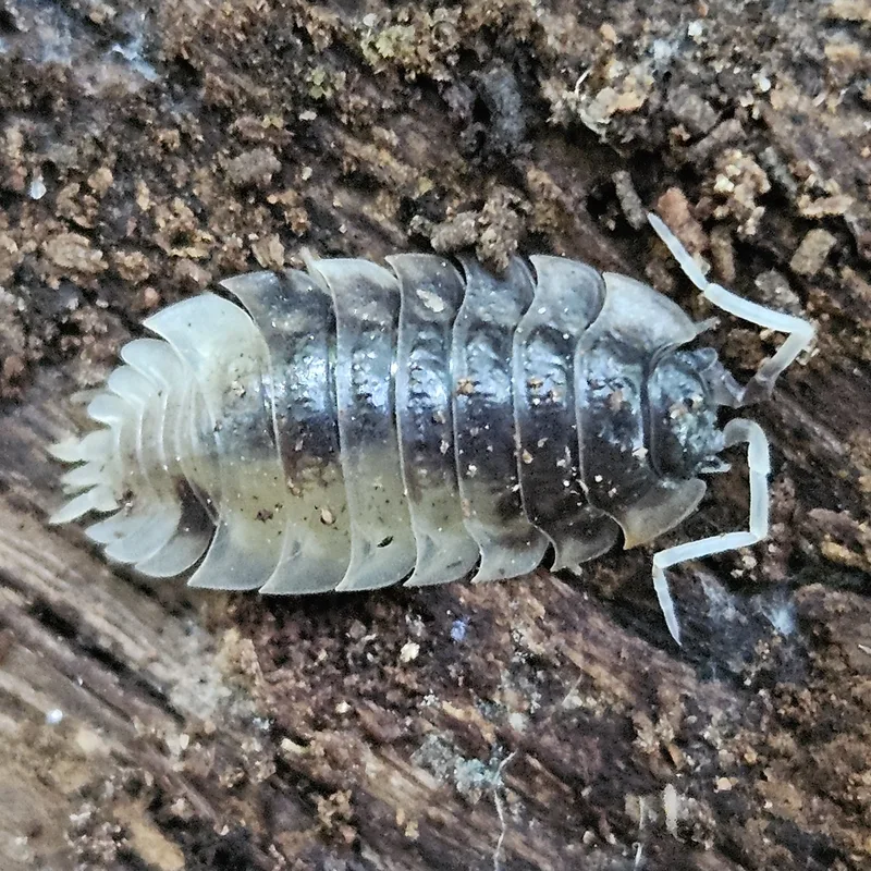 O. asellus