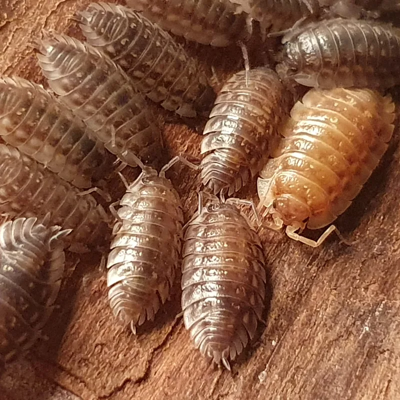 O. asellus