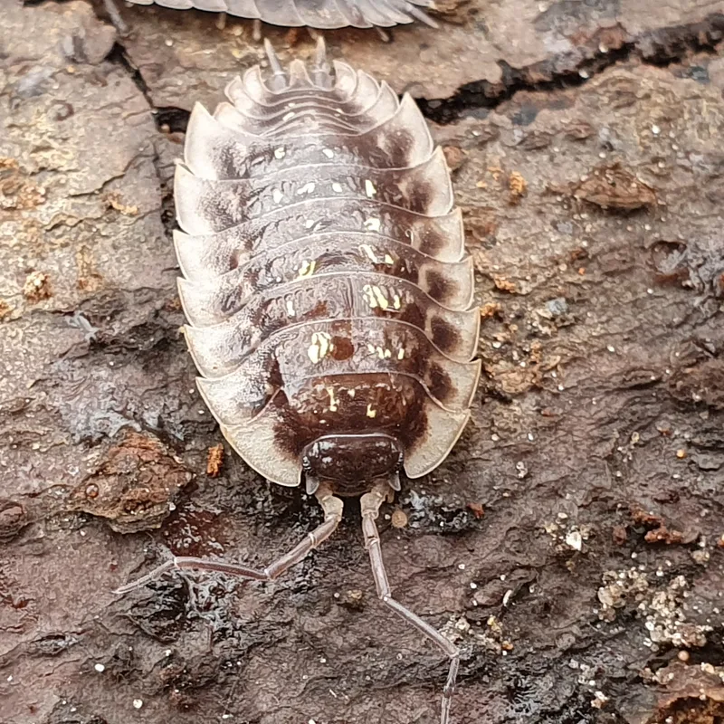 O. asellus