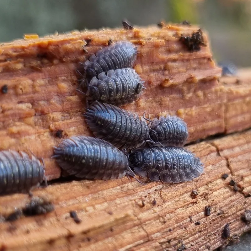O. asellus