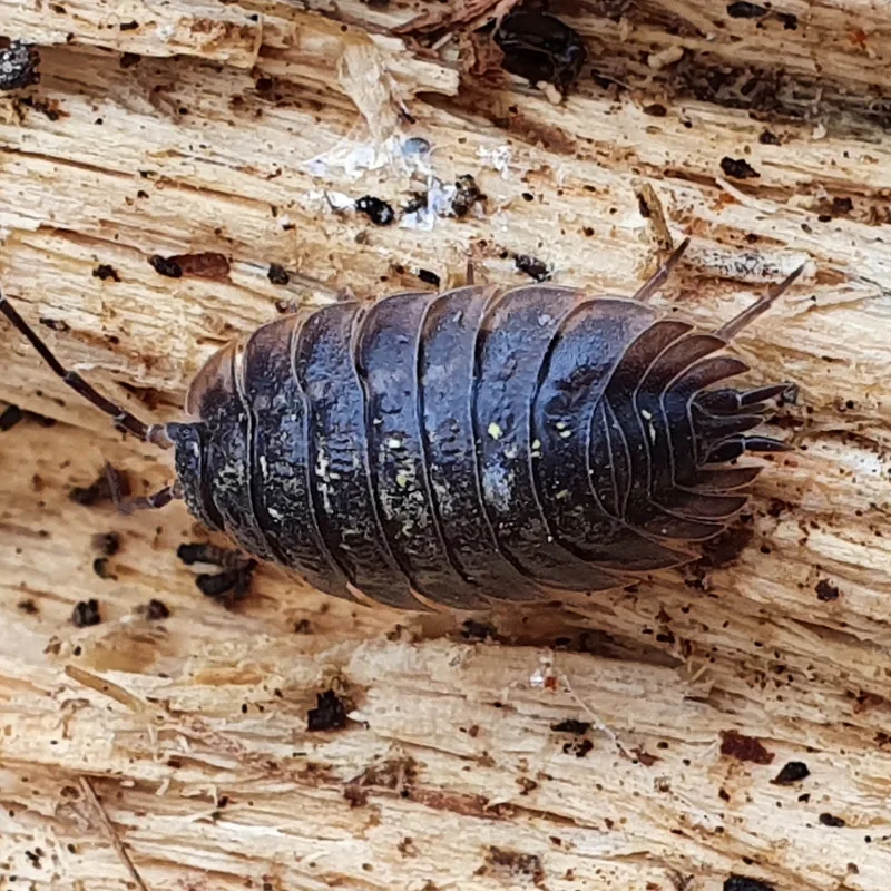 O. asellus