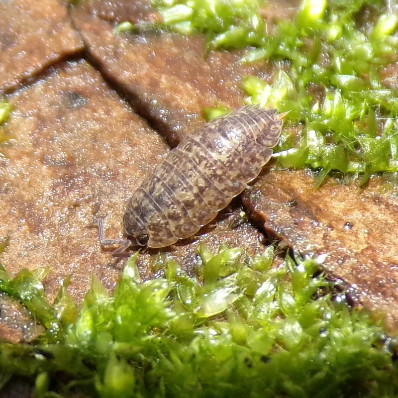 P. collicola