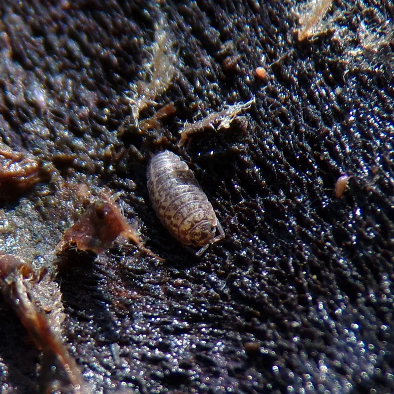 P. collicola