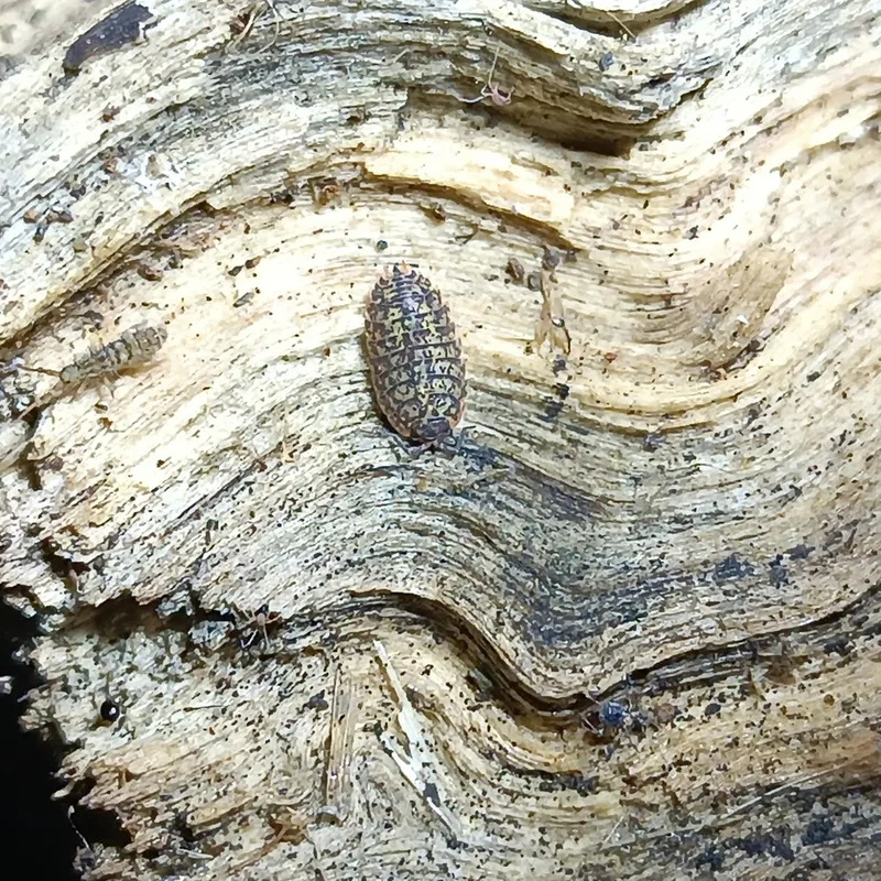 P. conspersum