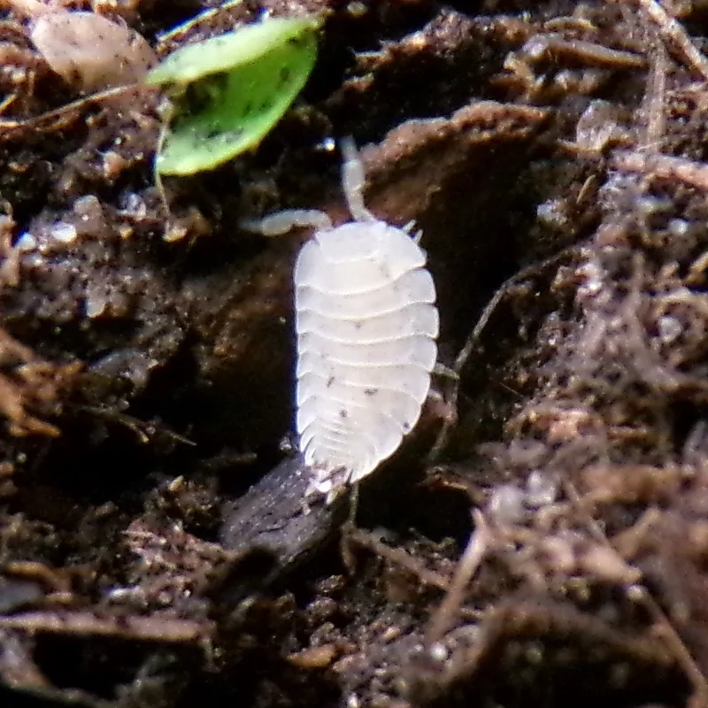P. hoffmannseggii