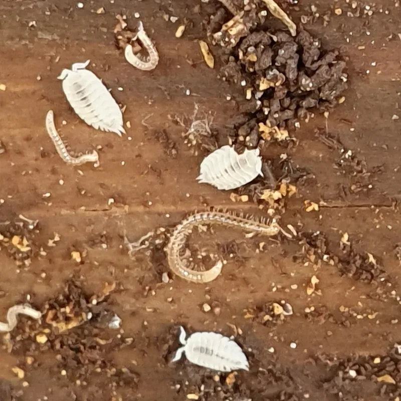 P. hoffmannseggii