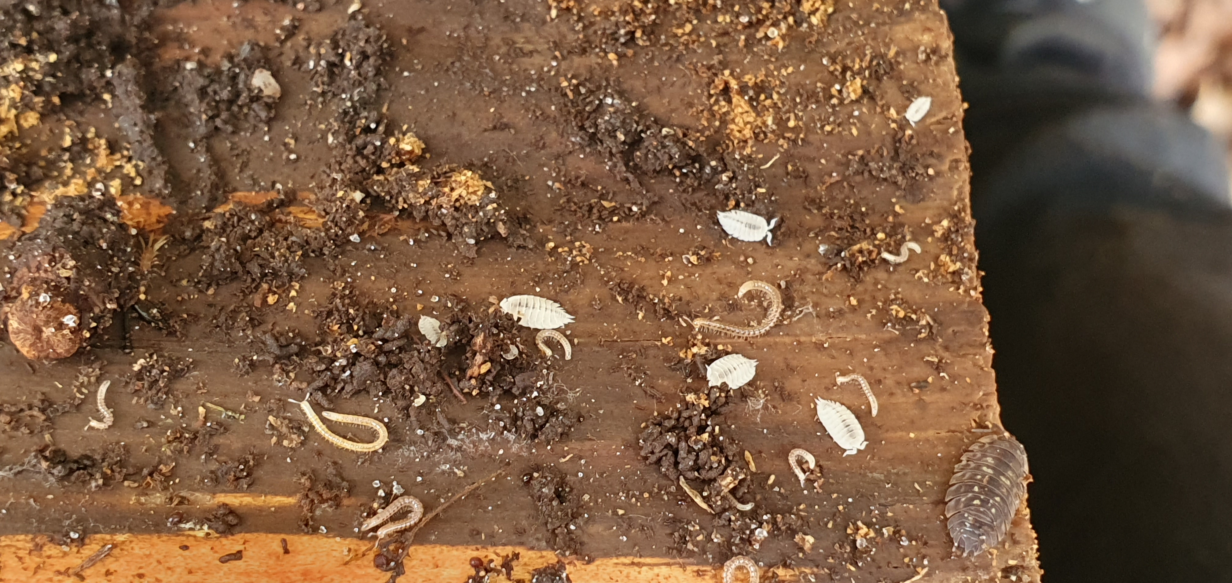 P. hoffmannseggii