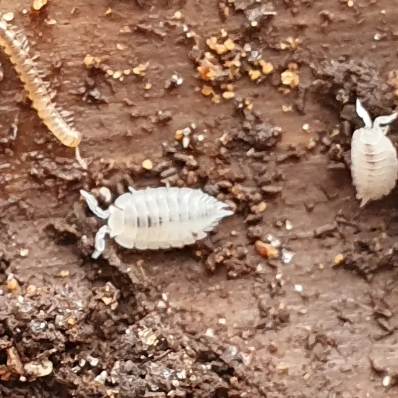 P. hoffmannseggii