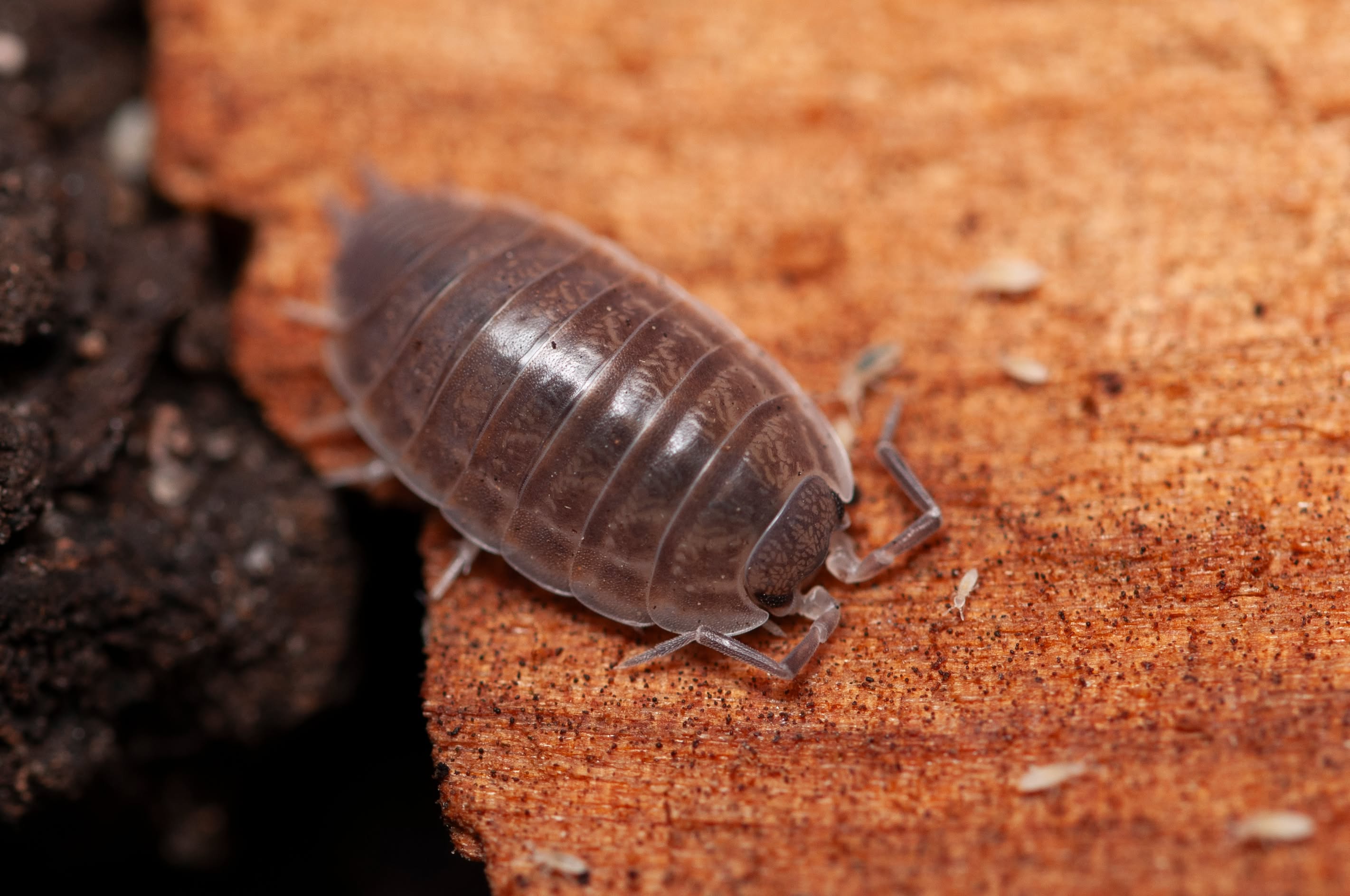 P. major