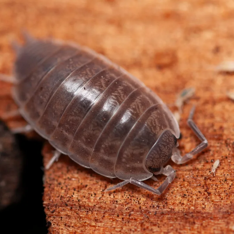 P. major