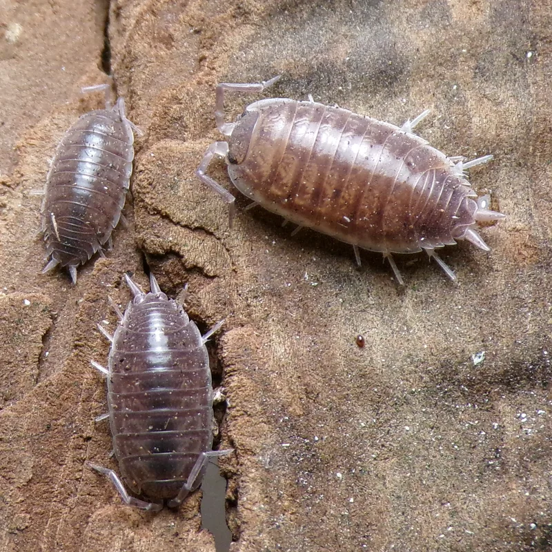 P. major