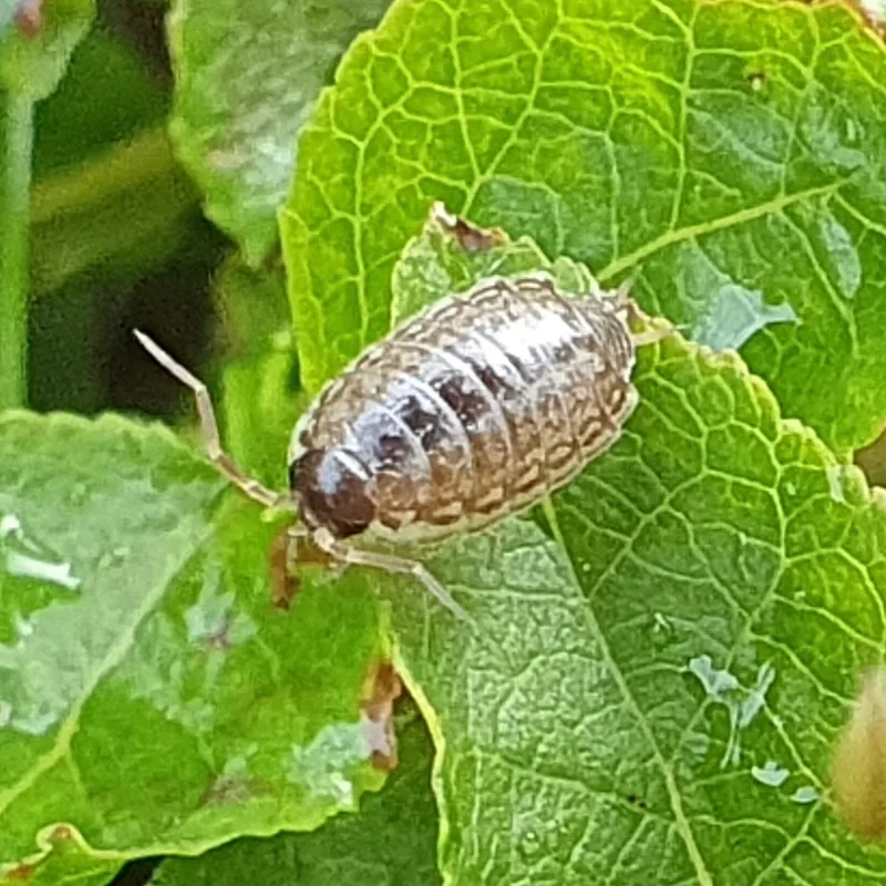 P. muscorum