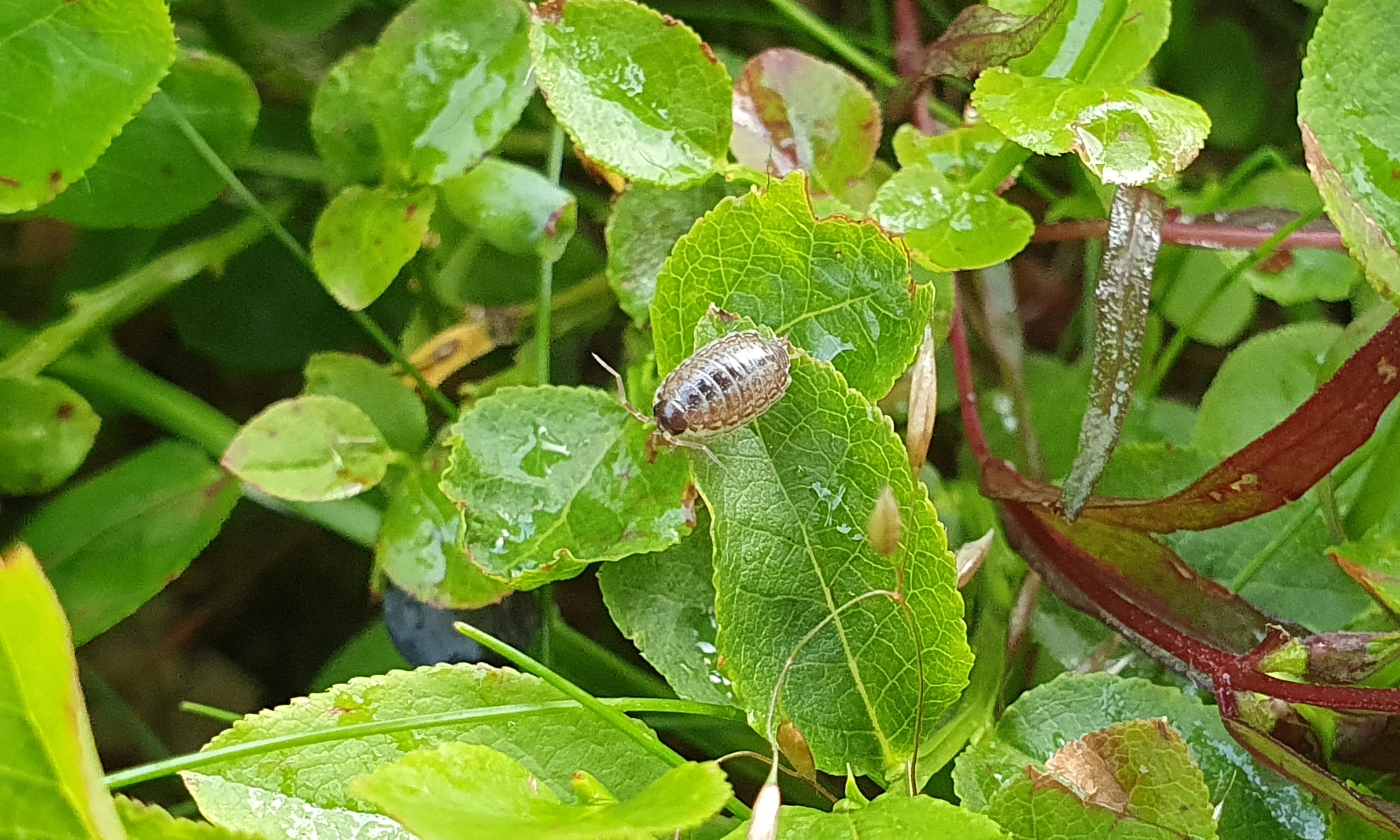 P. muscorum