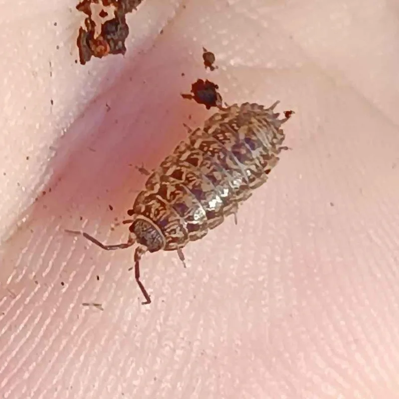 P. politus