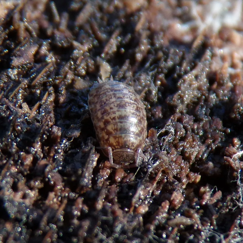 P. politus