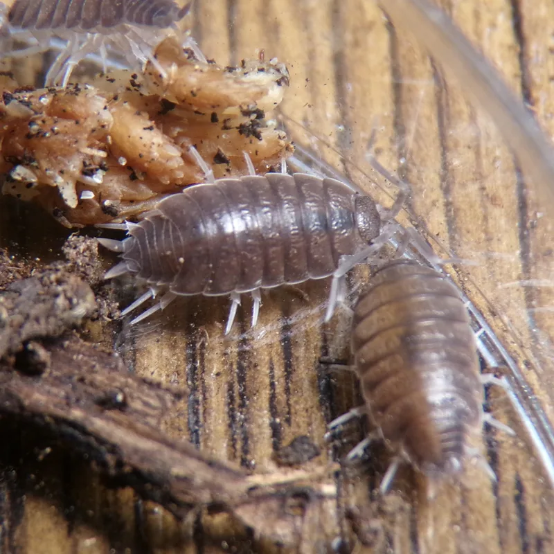 P. pruinosus