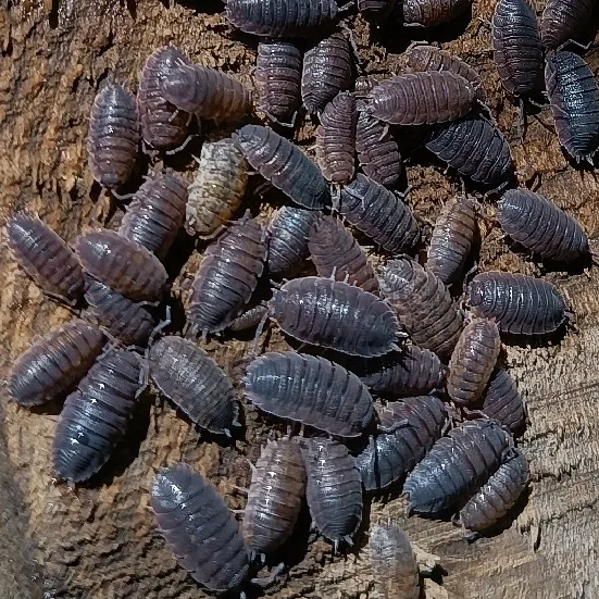 P. scaber